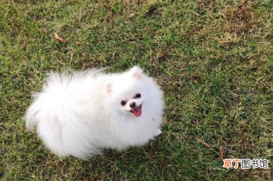 博美睡觉要特别保暖吗