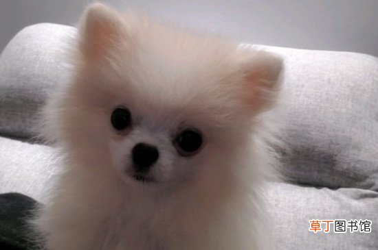 白色博美犬多少钱一只，博美犬价格一般在800元左右