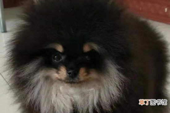 白色博美犬多少钱一只，博美犬价格一般在800元左右