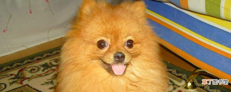 白色博美犬多少钱一只，博美犬价格一般在800元左右
