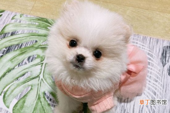 白色博美犬多少钱一只，博美犬价格一般在800元左右