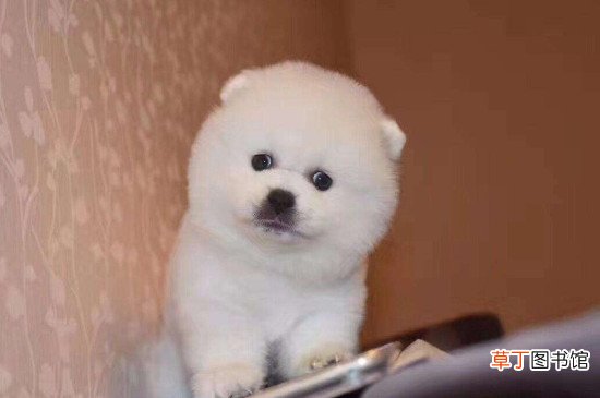 俊介和博美的区别