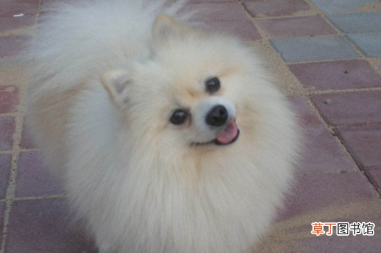 银狐博美串能长多大
