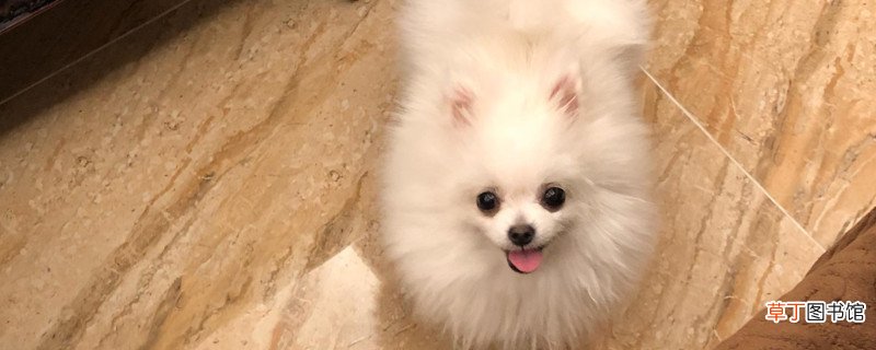 俊介犬好养吗