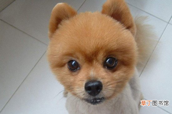 俊介犬好养吗