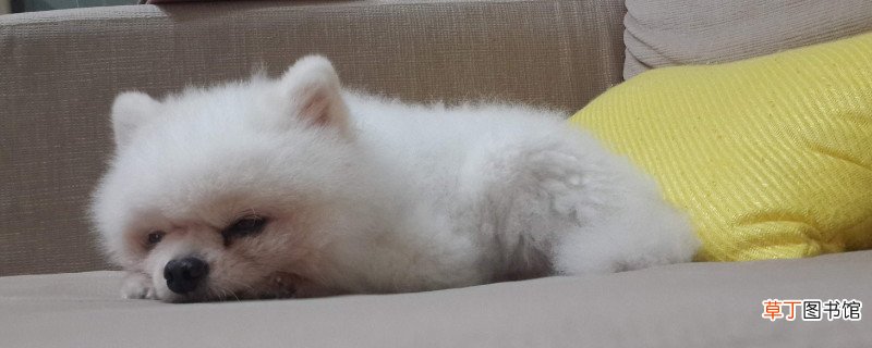 博美被打怕了怎么办