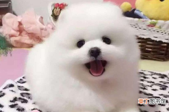 博美茶杯犬价格多少钱一只，价钱一般在8000元左右