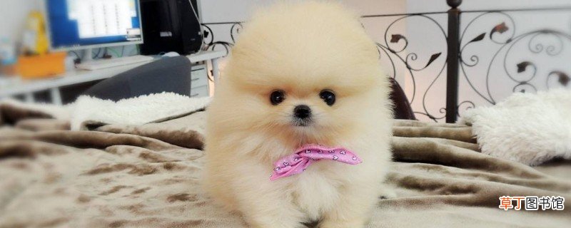 博美茶杯犬价格多少钱一只，价钱一般在8000元左右