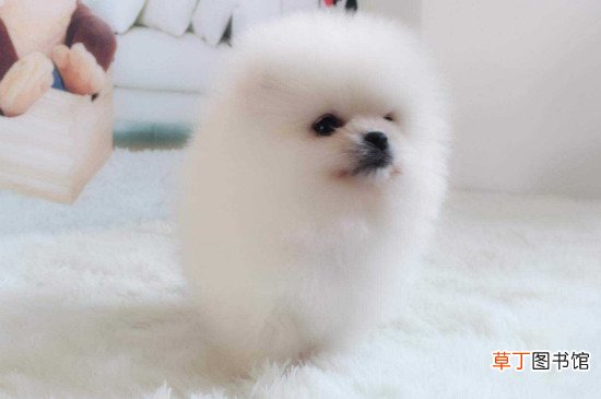 博美茶杯犬价格多少钱一只，价钱一般在8000元左右