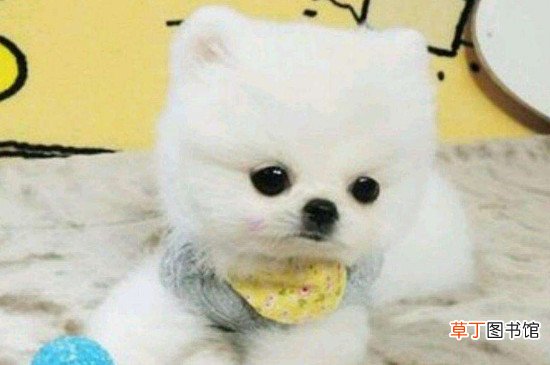 博美茶杯犬价格多少钱一只，价钱一般在8000元左右