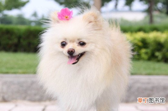 博美茶杯犬价格多少钱一只，价钱一般在8000元左右
