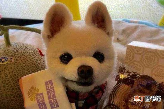 俊介狗狗多少钱一只,价格大概在1000-8000元之间