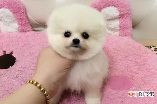 俊介狗狗多少钱一只,价格大概在1000-8000元之间