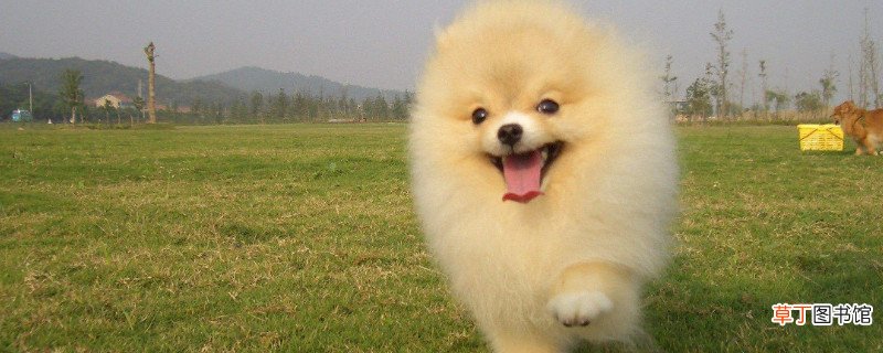 博美犬怎么养，新手养博美注意事项