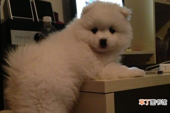 博美犬怎么养，新手养博美注意事项