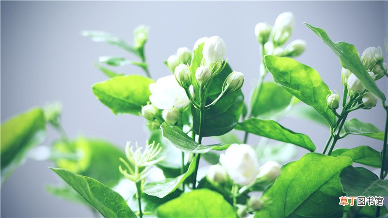 家里为什么不能种茉莉
