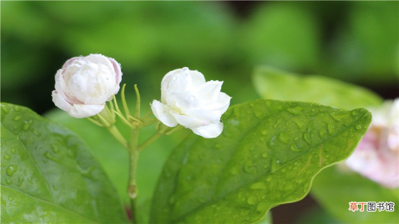 家里为什么不能种茉莉