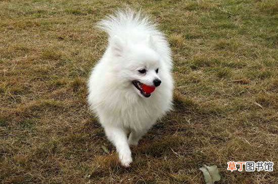 博美犬寿命一般多少年