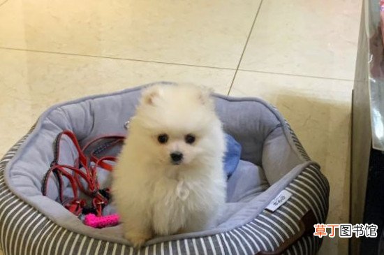 博美犬寿命一般多少年