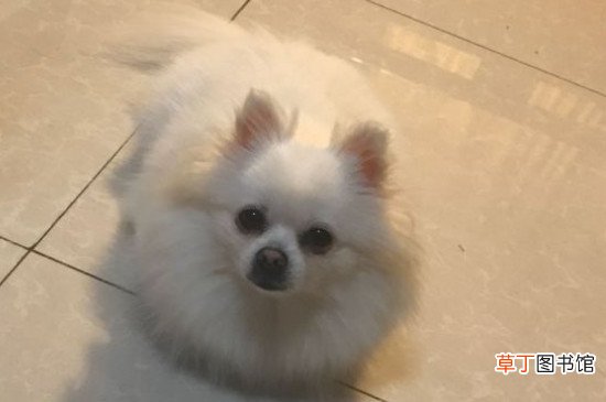 博美犬的寿命多长，一般能活10-16年最多20年左右