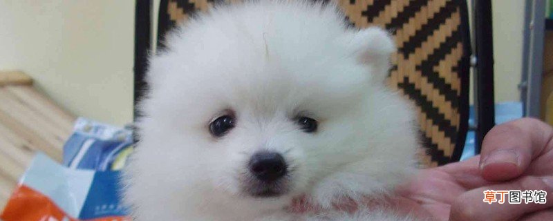 博美犬的寿命多长，一般能活10-16年最多20年左右