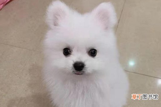 博美犬的寿命多长，一般能活10-16年最多20年左右