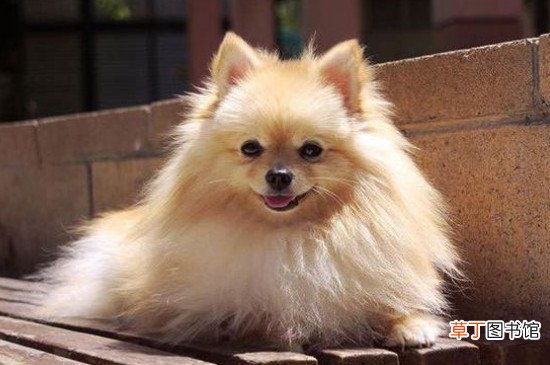 博美犬的寿命多长，一般能活10-16年最多20年左右
