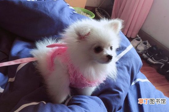 博美犬怎样训练