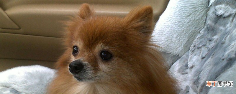 博美犬怎样训练