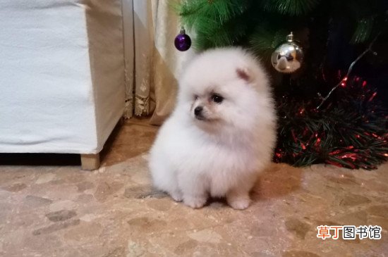 博美犬能长多大