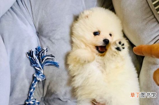 博美犬能长多大