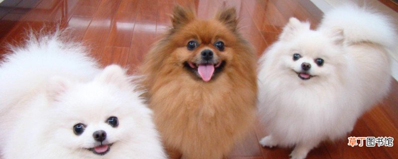 博美犬好养吗 都该注意什么