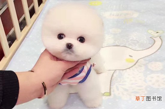 俊介犬怎么养