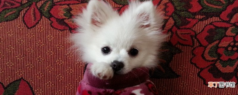 俊介犬怎么养