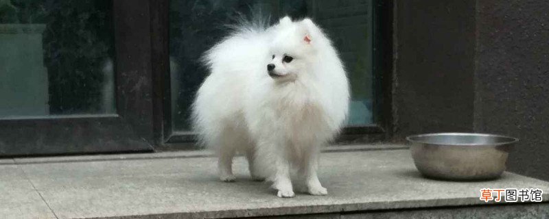 养博美的坏处