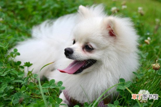 哈多利系博美犬多少钱一只，纯种哈系博美什么价位
