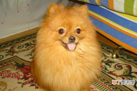 哈多利系博美犬多少钱一只，纯种哈系博美什么价位