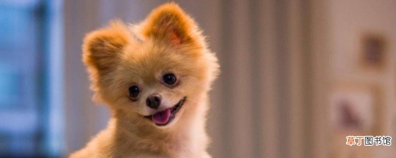 哈多利系博美犬多少钱一只，纯种哈系博美什么价位