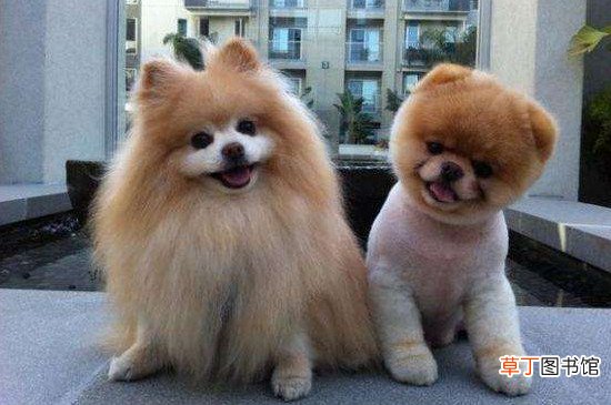 哈多利系博美犬多少钱一只，纯种哈系博美什么价位