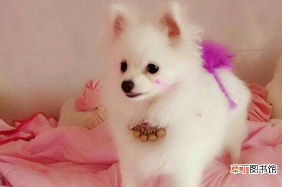 哈多利系博美犬多少钱一只，纯种哈系博美什么价位