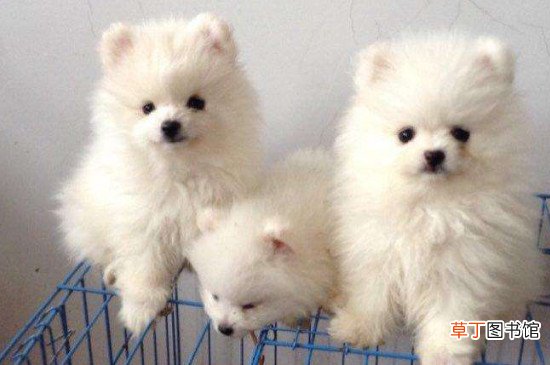 博美犬下崽要注意什么