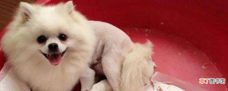 博美犬下崽要注意什么