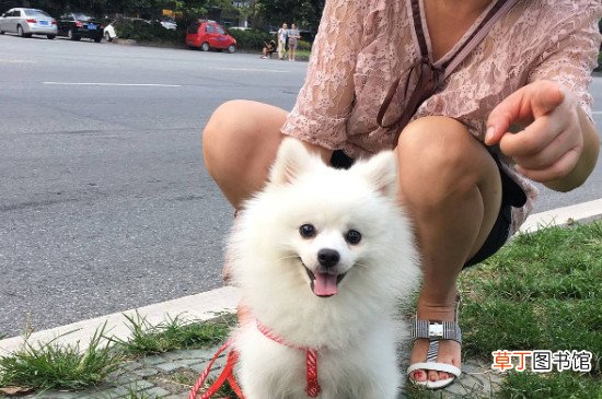 博美犬吃什么