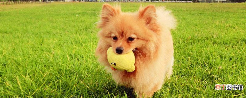 博美犬吃什么