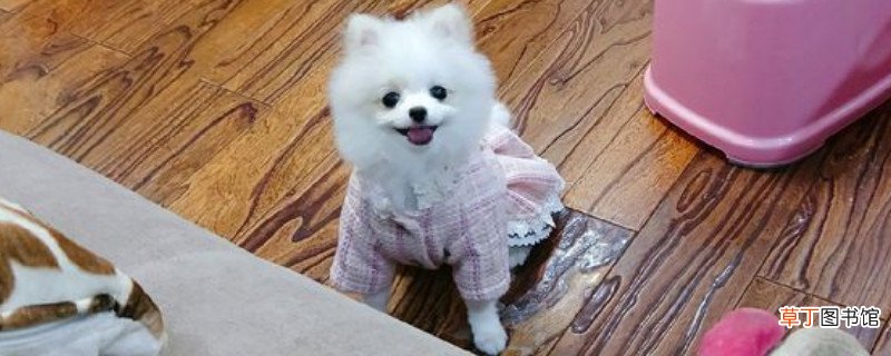 博美犬不能吃什么