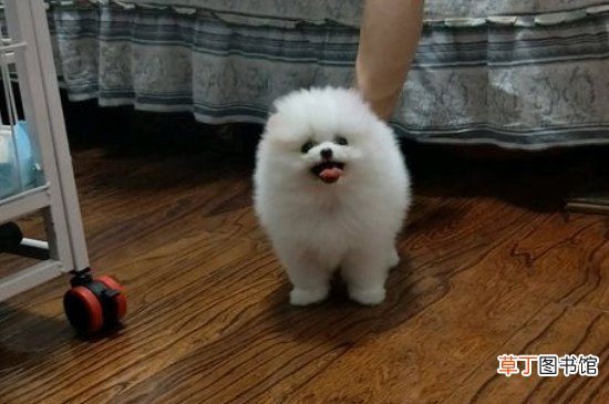 博美犬不能吃什么