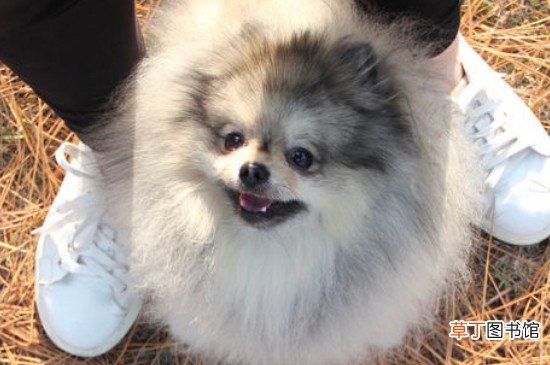 博美犬不能吃什么