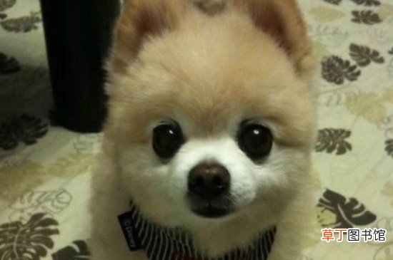 俊介犬和博美的区别，俊介狗品种是英系博美