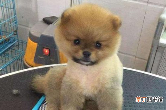 俊介犬和博美的区别，俊介狗品种是英系博美