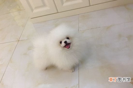 博美掉毛吗